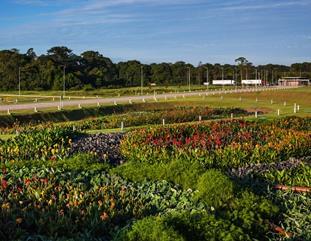 Imagens de Jardins externos