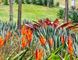 Imagens de Jardins externos