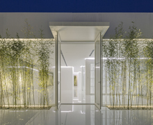 Bamboo Forest on the Roof