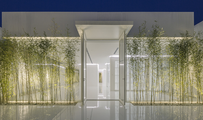 Bamboo Forest on the Roof